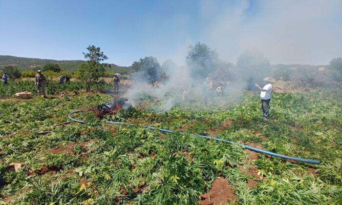 Diyarbakır’daki uyuşturucu operasyonunda ele geçirilen Hint keneviri 4,5 milyon köke yükseldi