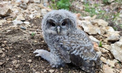 Doğada bulunan yavru puhu koruma altına alındı