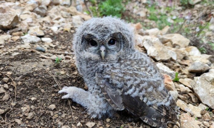 Doğada bulunan yavru puhu koruma altına alındı