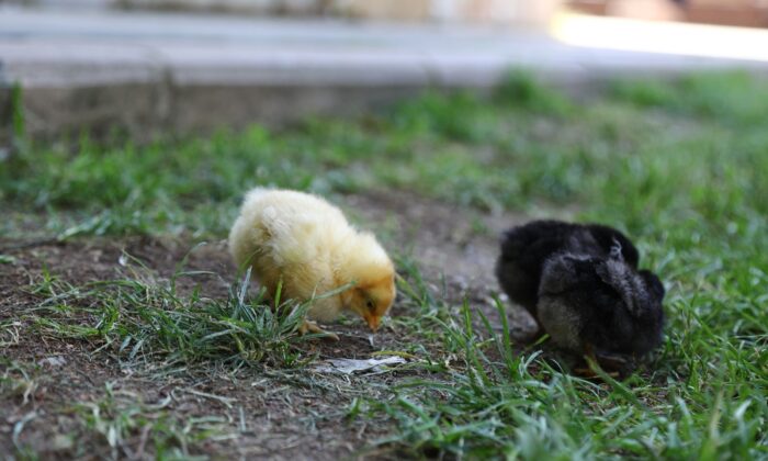 Doğal yaşama Keçiören’de ’merhaba’ dediler