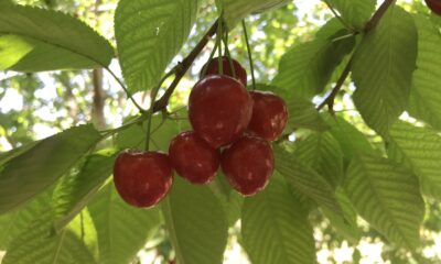Doğu Anadolu’nun Çukurova’sında kiraz hasadı başladı