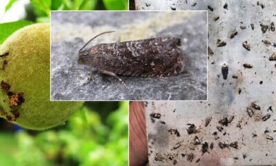 Doğu Meyve Güvesi zararlısına dikkat