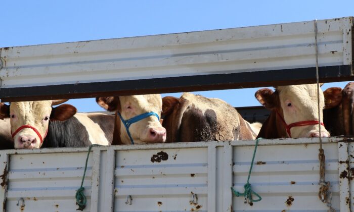 Doğu’da kurbanlık sevkiyatına sıkı denetim