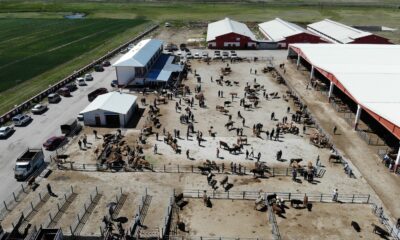 Doğuda kurbanlıklar görücüye çıktı