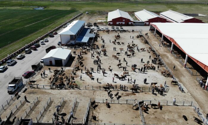 Doğuda kurbanlıklar görücüye çıktı