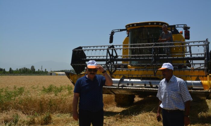 Doğu’nun Çukurova’sında buğday hasadı başladı