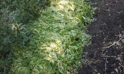 Dolu yağışı tarım arazilerine zarar verdi