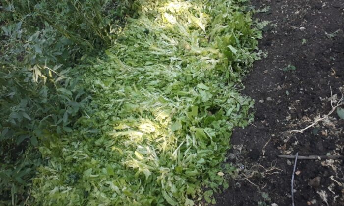 Dolu yağışı tarım arazilerine zarar verdi