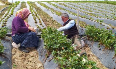 Dolu yağışından yayla çileği büyük zarar görmüş