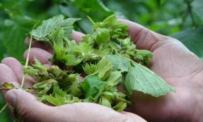 Dolu zararı fındıkta rekolteyi etkileyebilir