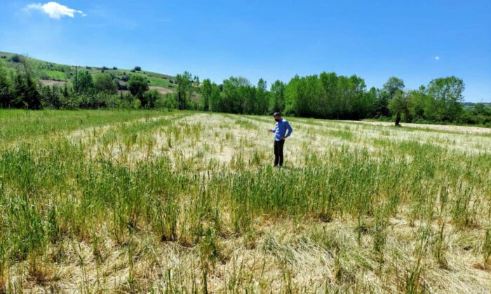 Doludan tarlaları zarar gören çiftçilere destek