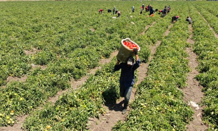 Domates verim ve fiyatıyla yüz güldürüyor