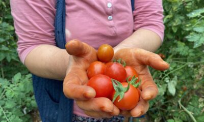 Domateste son 6 yılın en yüksek miktar azalışı yaşanıyor