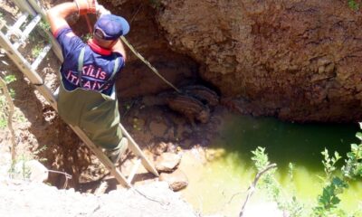 Domuz kurtarma operasyonu