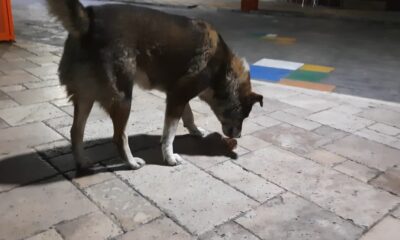 Dondurma yiyen köpek gülümsetti