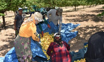 Dünya kayısı başkentinde hasat dönemi başladı
