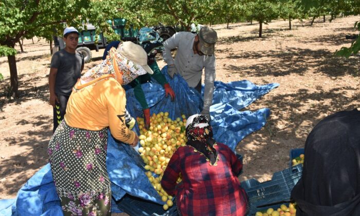 Dünya kayısı başkentinde hasat dönemi başladı