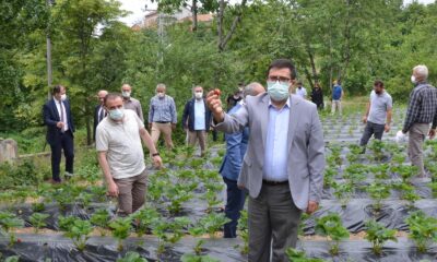 Dürtmen Yaylası çilek hasat etkinliği