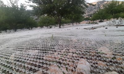 Dut bahçeleri rengarenk