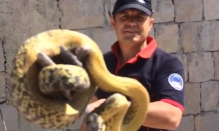 Duvardaki 3 metrelik dev yılan böyle yakalandı