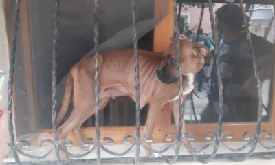 Duyarlı mahalle muhtarının ihbarı hayvanların hayatını kurtardı