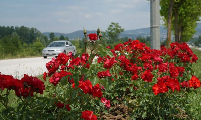 Düzce çiçek açtı