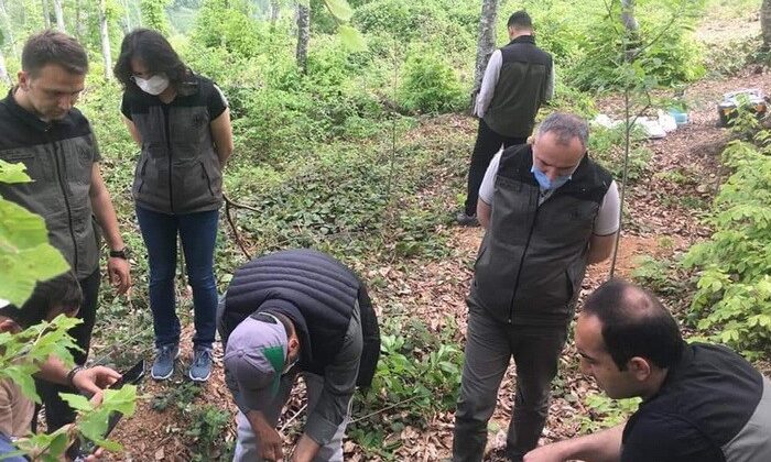 Düzce’de kestane fidanlarına aşılama yapıldı