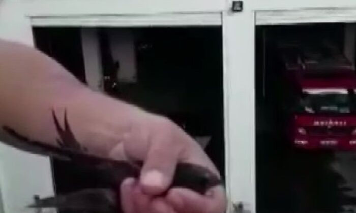 Ebabil kuşu itfaiye merdiveniyle uçuruldu