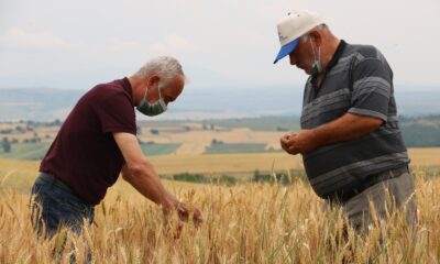 Edirne’de çiftçiler buğday harmanı sezonundan umutlu