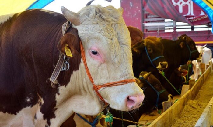 Edirne’de kurbanlık canlı hayvan baskül fiyatları belli oldu
