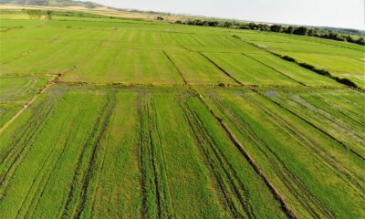 Edirne’de yağışlar çiftçinin yüzünü güldürdü