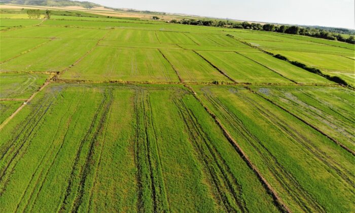 Edirne’de yağışlar çiftçinin yüzünü güldürdü