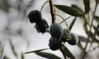 Efeler İlçe Tarım Müdürlüğü’nden ÇKS uyarısı
