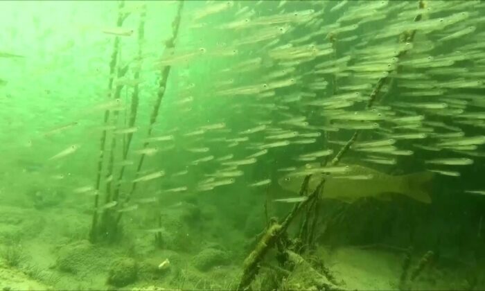 Efsanelere konu olan göl koruma altına alındı