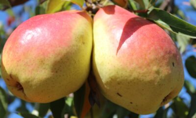 Eğirdir MAREM’in 6 Armut Çeşidi Tescillendi