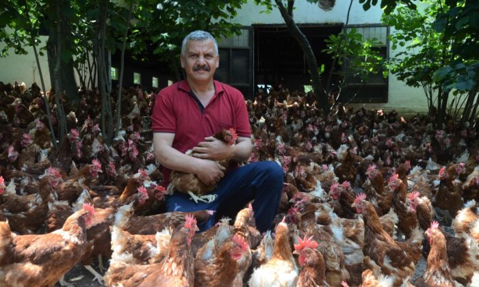 Ek gelir getirsin diye başladı, aylık yaklaşık 30 bin organik yumurta üretiyor