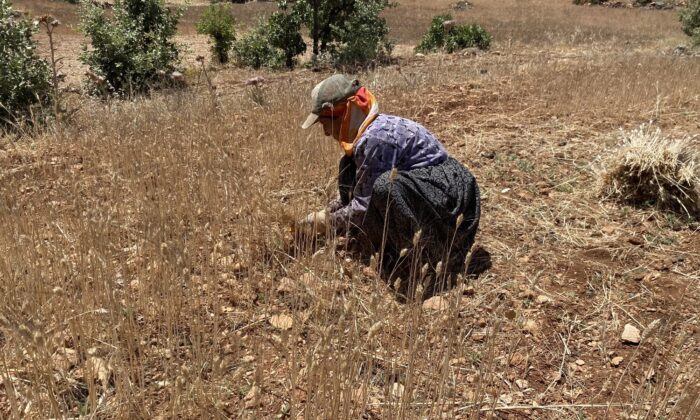 Ektikleri ürünlerden verim alamayınca elle toplamaya başladılar