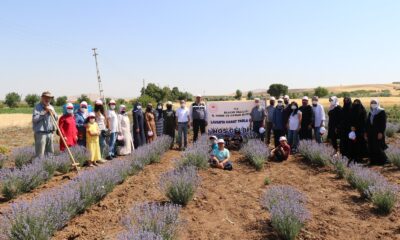 Elazığ’da lavanta hasadı gerçekleşti