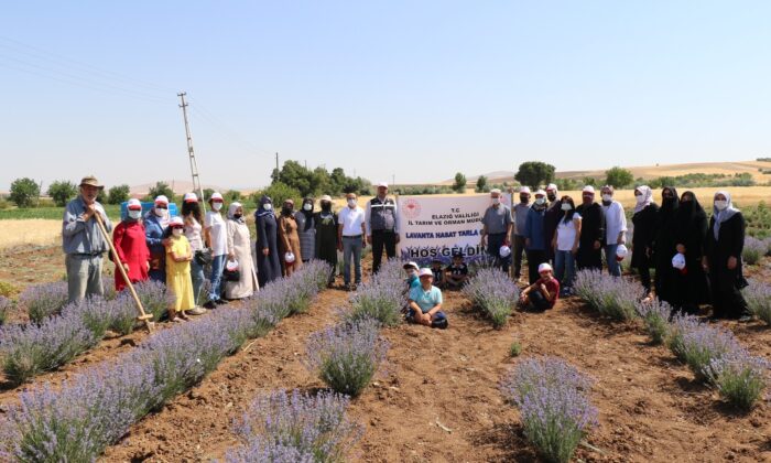 Elazığ’da lavanta hasadı gerçekleşti