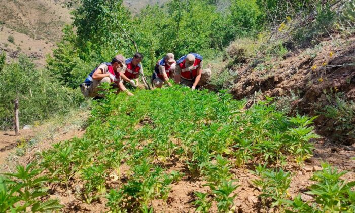 Elazığ’da uyuşturucu tarlasına operasyon, 6 bin kök kenevir ele geçirildi