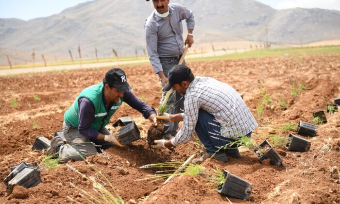 Elbistan’da lavanta vadisinde 3.etap fide dikimi başlandı