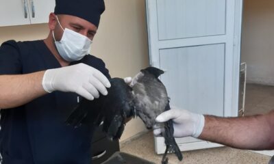 Elektrik akımına kapılan karga tedavi altına alındı