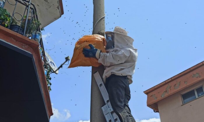 Elektrik direğine oğul veren arılar kovana alındı