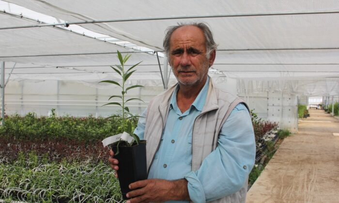 Emekli akademisyen modern sera kurdu, topraksız meyve fidanı üretiyor