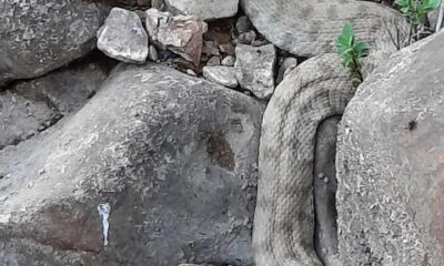 En zehirli türler arasında yer alıyor, o ilde görüldü