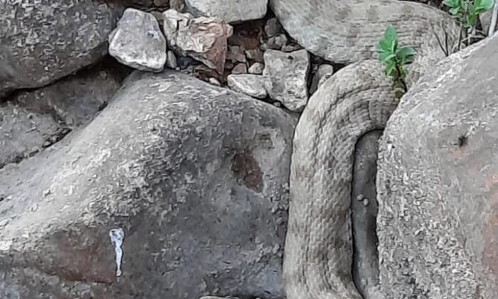 En zehirli türler arasında yer alıyor, o ilde görüldü