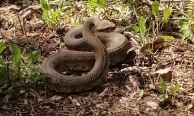 Engerek yılanlarının dansı