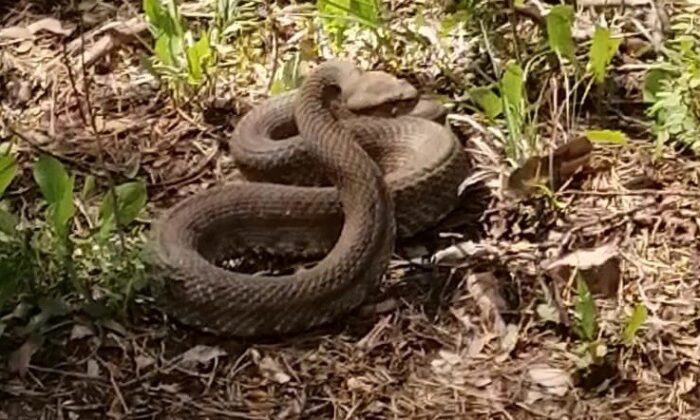 Engerek yılanlarının dansı