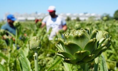 Enginarın faydaları saymakla bitmiyor