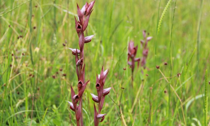 Erfelek’te salep yetiştiriciliği başladı